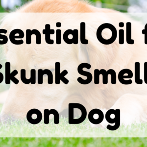 Essential Oil for Skunk Smell on Dog featured image