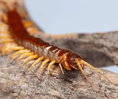 closeup photo of centipede
