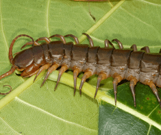 giant centipede 